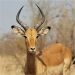 Impala